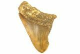 Bargain, Fossil Megalodon Tooth From Angola - Unusual Location #258569-1